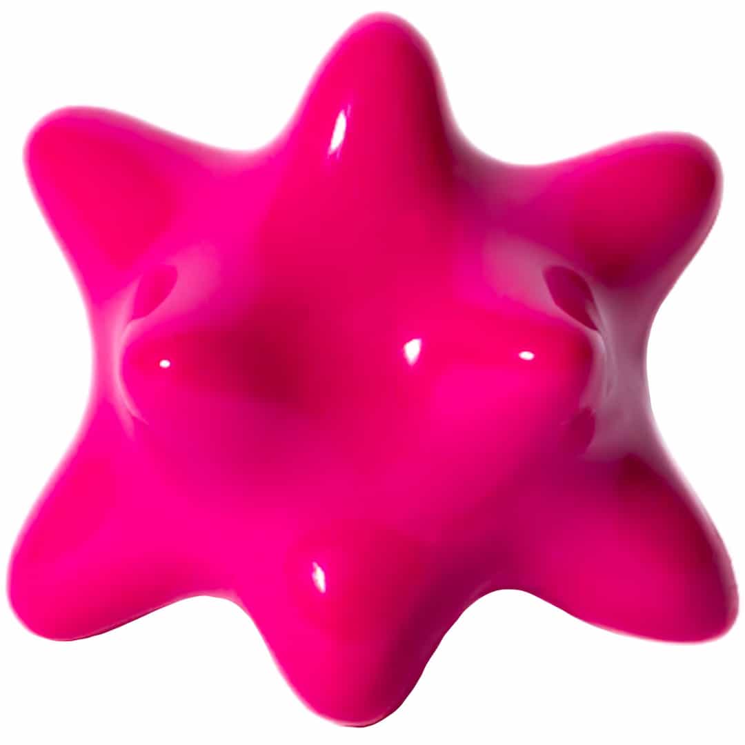 Fotón de Pinxón chulita